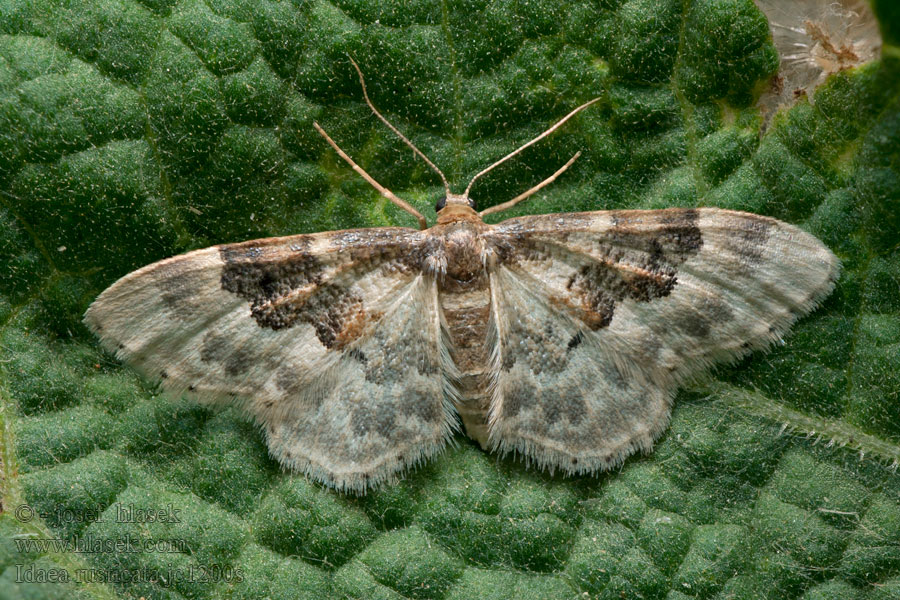 Пяденица сельская Krocznik wieśniaczek Schaduwstipspanner Idaea rusticata