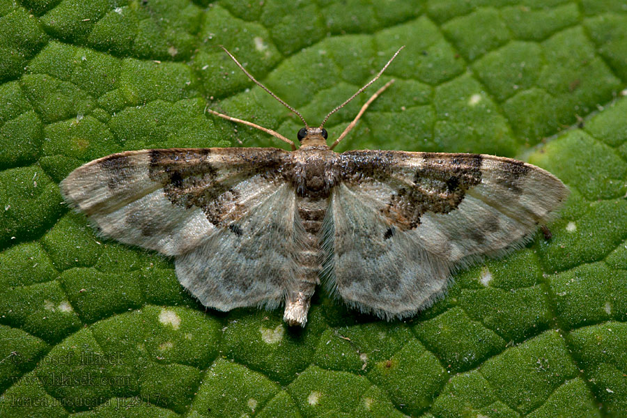 Least Carpet Piadica poľná Phalène rustique Idaea rusticata