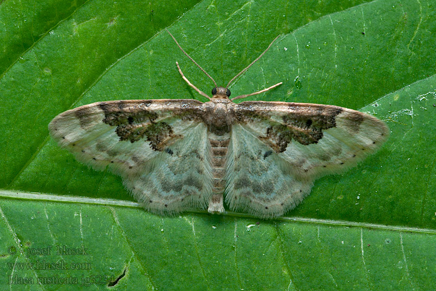 Žlutokřídlec polní Braungebänderter Heckenspanner Idaea rusticata