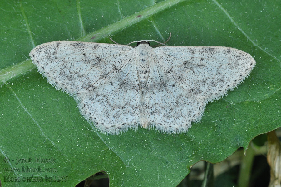 Graubestäubter Kleinspanner Idaea seriata