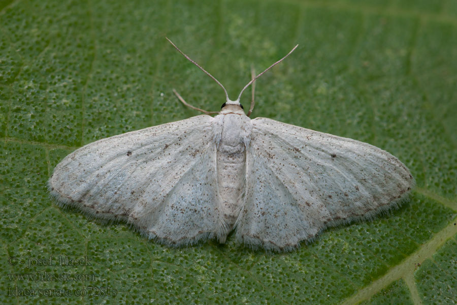 Small Dusty Wave Idaea seriata