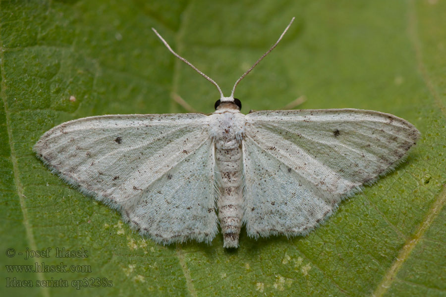 Piadica čremchová Vieillie Idaea seriata