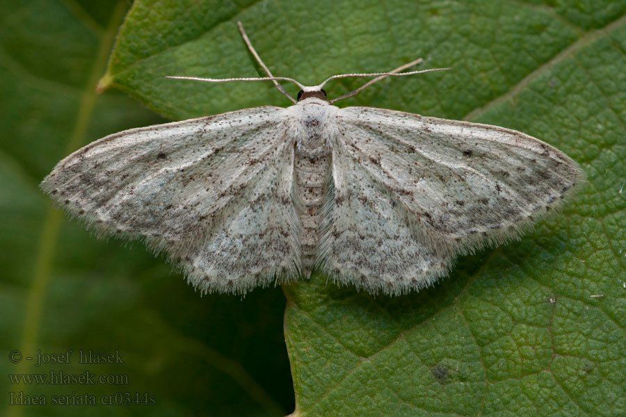 Пяденица крапчатая Idaea seriata