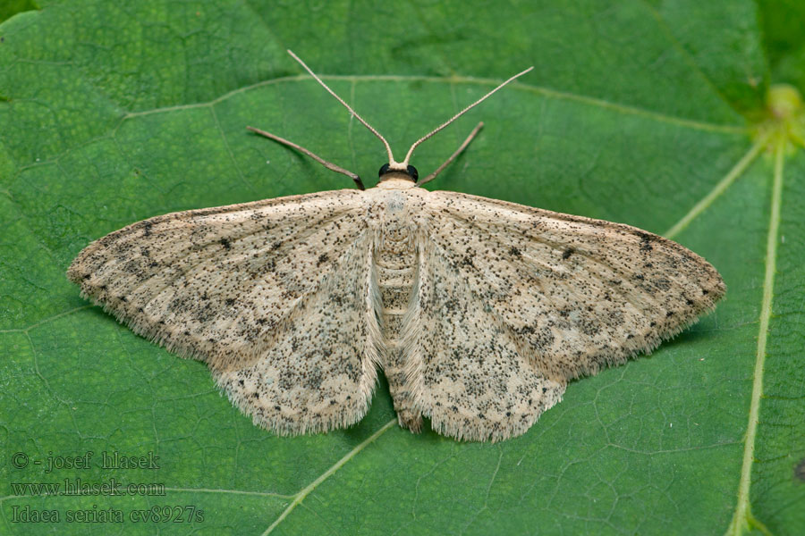 Krocznik rzędzik Idaea seriata