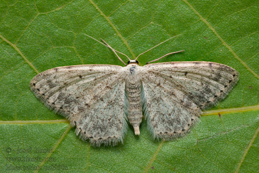 Paardenbloemspanner Idaea seriata