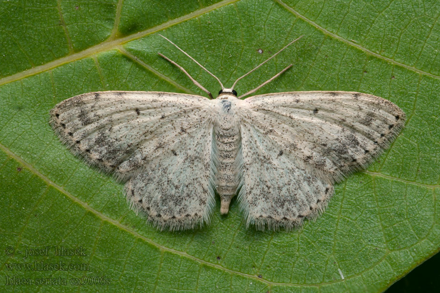 Szürkés apróaraszoló Idaea seriata