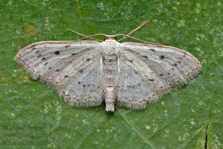 Idaea seriata Žlutokřídlec střemchový Graubestäubter Kleinspanner