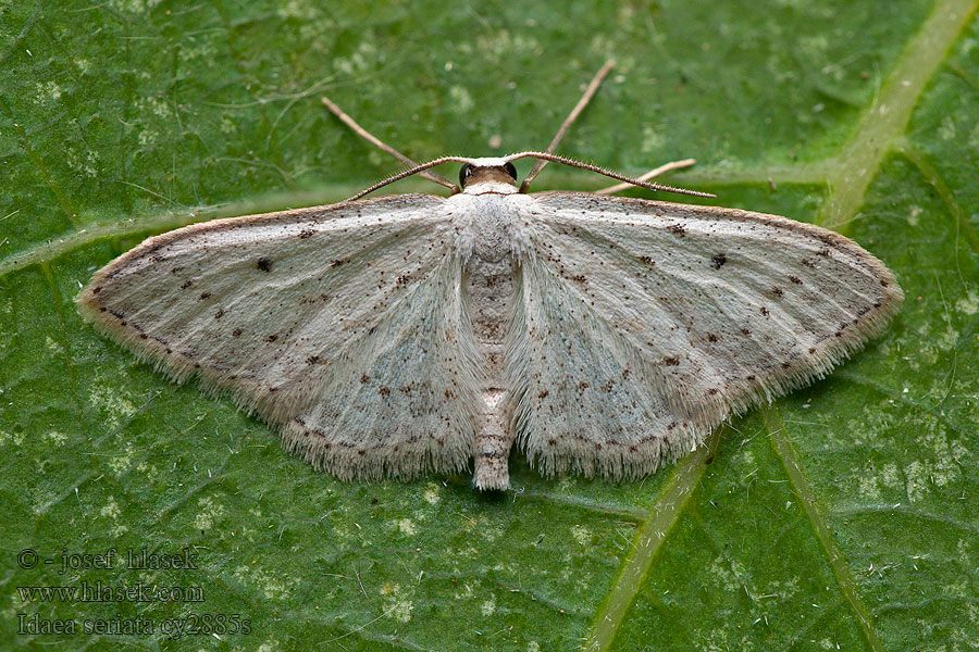 Idaea seriata Small Dusty Wave Piadica čremchová Vieillie