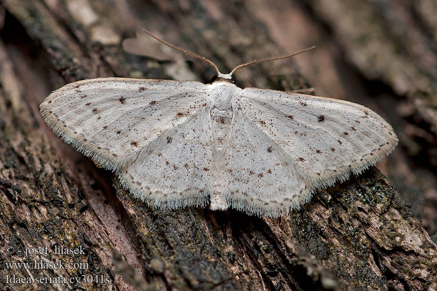 Idaea seriata Пяденица крапчатая Krocznik rzędzik