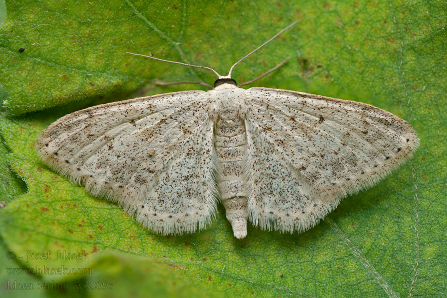 Harmokulmumittari Idaea seriata