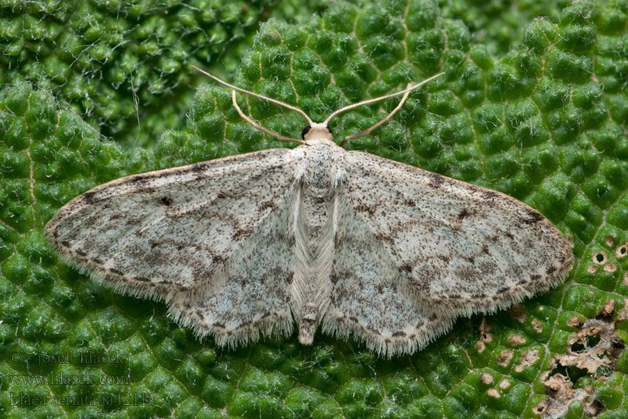 Rislövmätare Idaea seriata