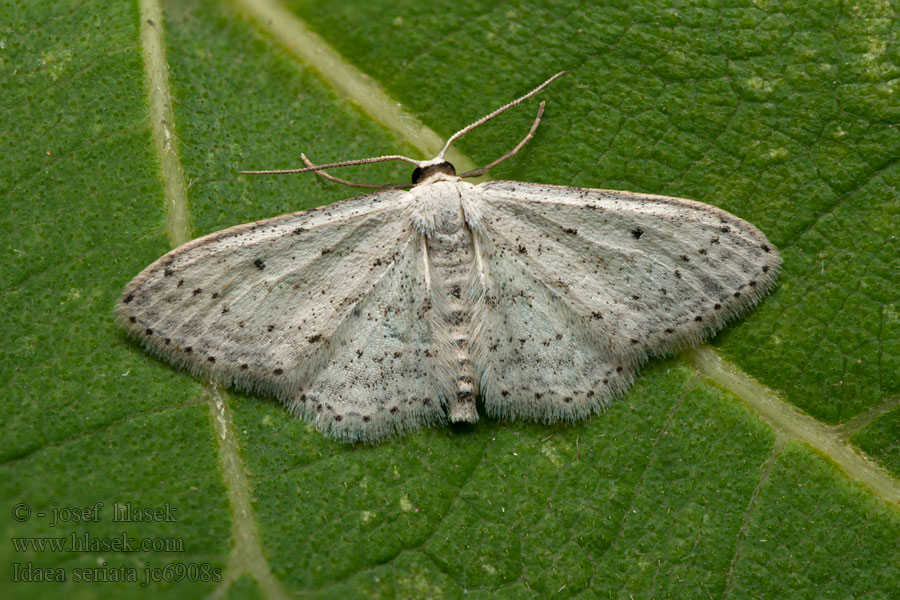 Grå engmåler Idaea seriata