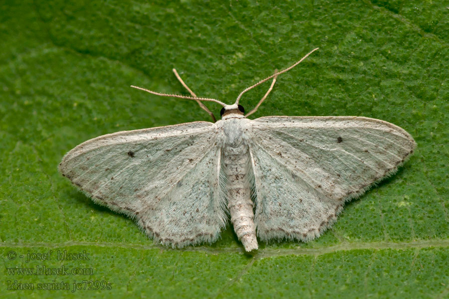 Gråplettet løvmåler Idaea seriata