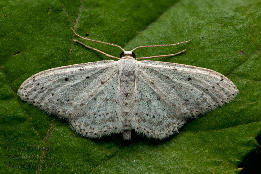 Žlutokřídlec střemchový Idaea seriata