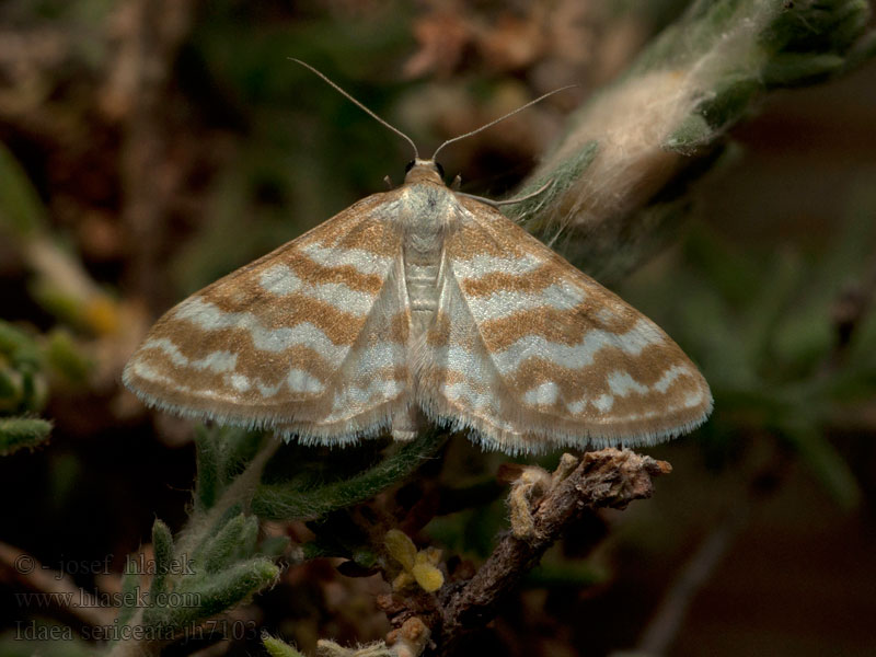 Žlutokřídlec bělavý Idaea sericeata