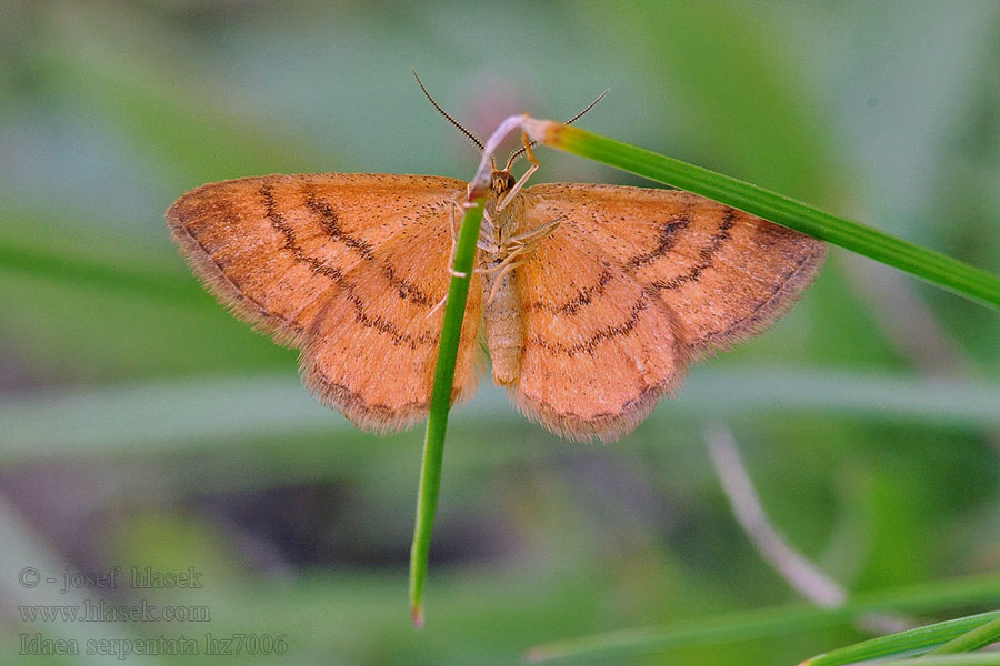 Idaea serpentata Ochraceous Wave Rostgelber Krocznik wężowiak