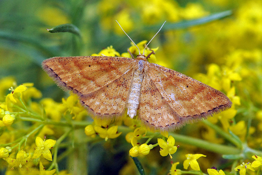 Idaea serpentata Magerrasen-Kleinspanner Žlutokřídlec hlinožlutý