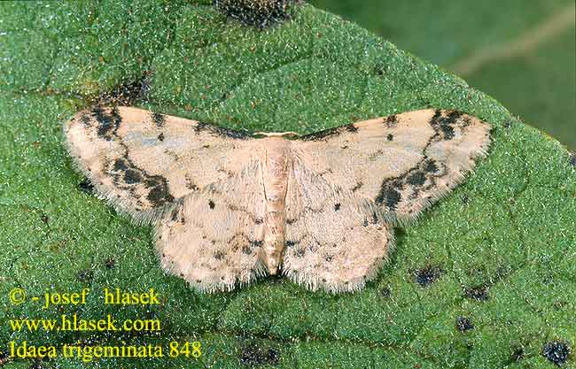 Idaea trigeminata Treble Brown Spot Felsflur-Kleinspanner