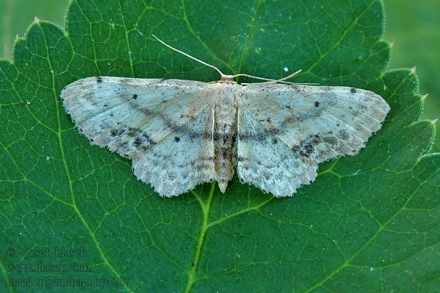 Žlutokřídlec žloutkový Idaea trigeminata