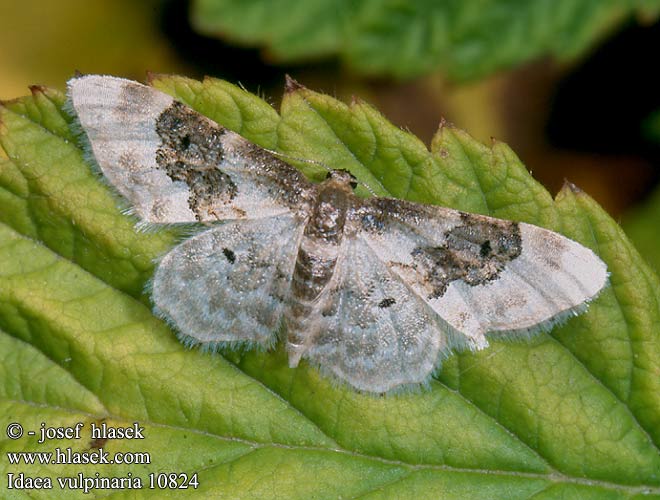 Idaea vulpinaria 10824 UK: Least Carpet PL: Krocznik wieśniaczek SK: Piadica poľná CZ: Žlutokřídlec polní SYN: rusticata