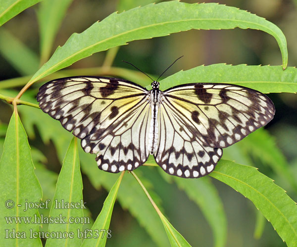 Idea leuconoe Paper Kite Weiße Baumnymphe オオゴマダラ 大帛斑蝶