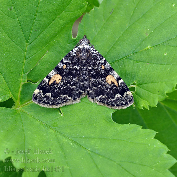 Můřička žlutoskvrnná Dunkelbraune Spannereule Noctuelle