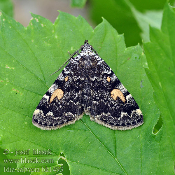 Noctuelle Cimetières Donkerbruine snuituil Pamora žltoškvrnná