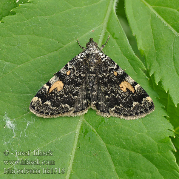 Epizeuxis calvaria Helia Idia Noctuelle Cimetières Donkerbruine snuituil