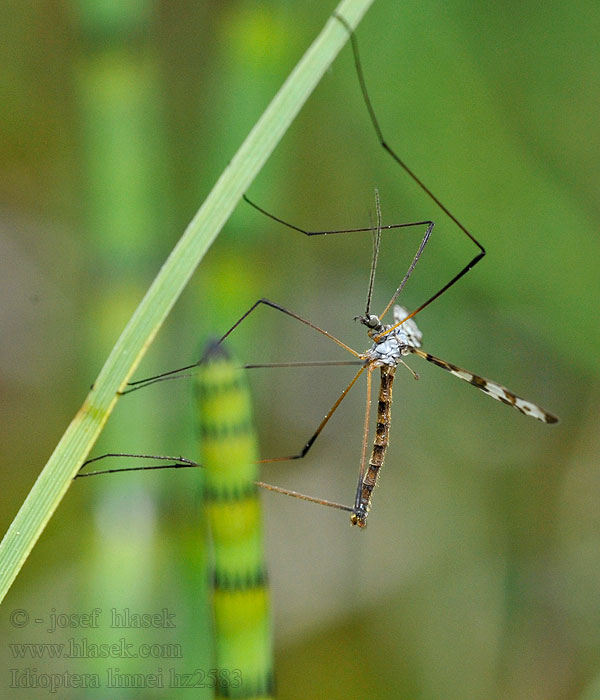 Idioptera linnei