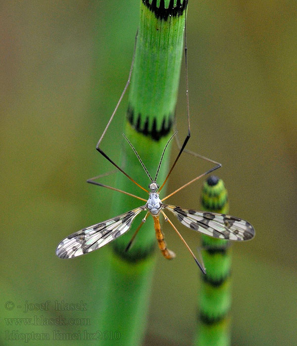 Idioptera linnei