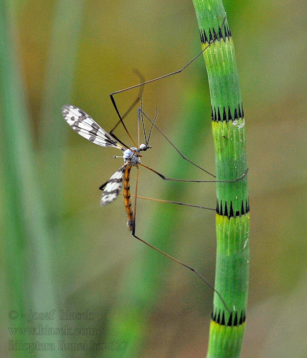 Idioptera linnei