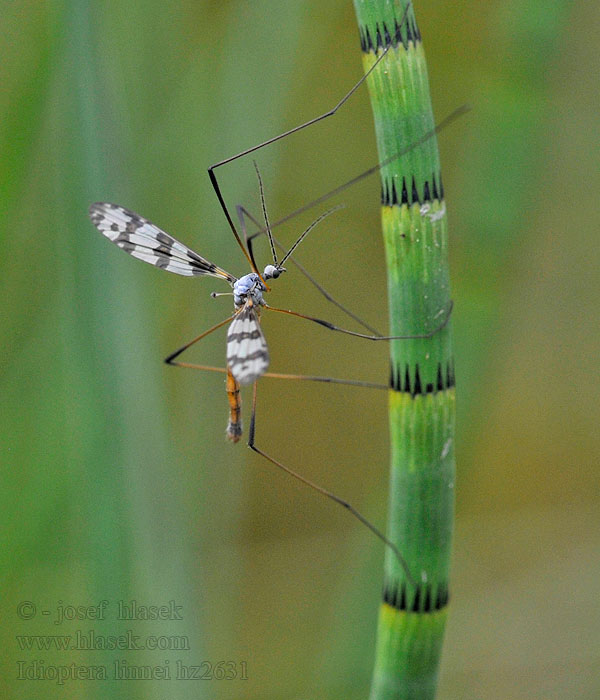 Idioptera linnei