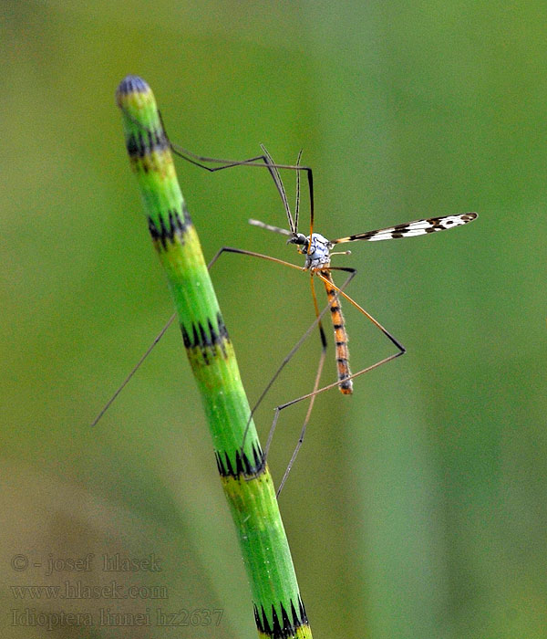 Idioptera linnei