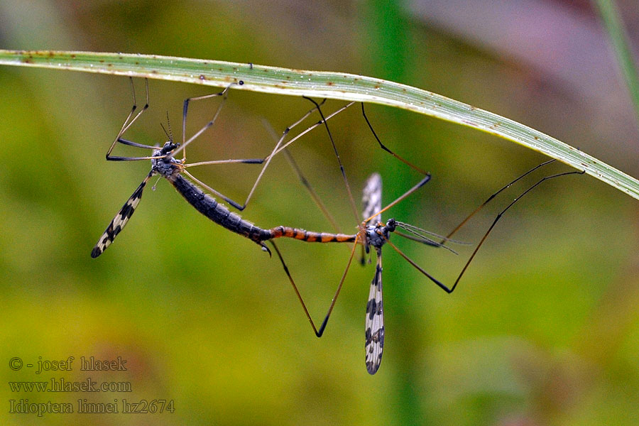 Idioptera linnei