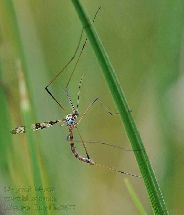 Idioptera linnei