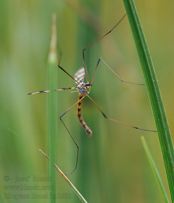 Idioptera linnei