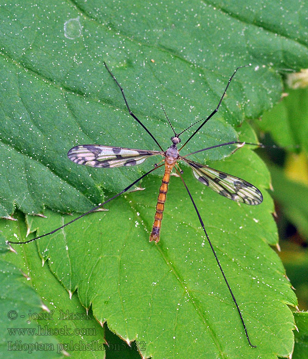 Idioptera pulchella