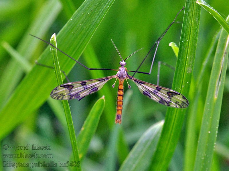 Idioptera pulchella