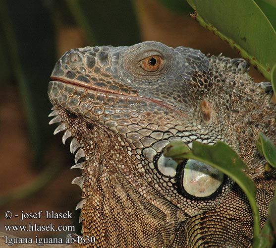 Groene leguaan グリーンイグアナ Legwan zielony Игуана обыкновенная Zeleni legvan Iguaani Grön leguan 綠鬣蜥 Grønne leguan Iguane commun verde Iguane vert verte Iguana iguana Green Iguana Leguán zelený Grüner Leguan