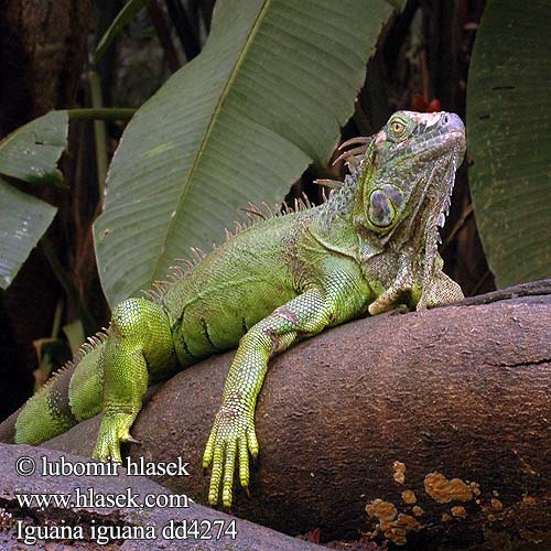 Iguana iguana Green Iguana Leguán zelený Grüner Leguan Groene leguaan グリーンイグアナ Legwan zielony Игуана обыкновенная Zeleni legvan Iguaani Grön leguan 綠鬣蜥 Grønne leguan Iguane commun verde Iguane vert verte