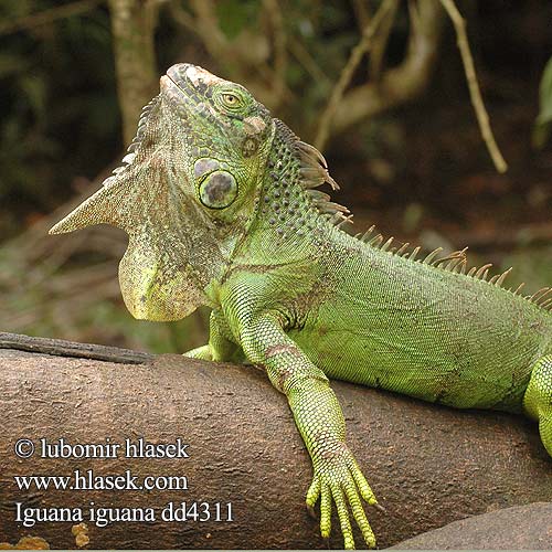 Zeleni legvan Iguaani Grön leguan 綠鬣蜥 Grønne leguan Iguane commun verde Iguane vert verte Iguana iguana Green Iguana Leguán zelený Grüner Leguan Groene leguaan グリーンイグアナ Legwan zielony Игуана обыкновенная