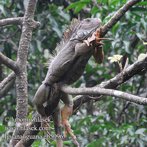 Iguane commun verde Iguane vert verte Iguana iguana Green Iguana Leguán zelený Grüner Leguan Groene leguaan グリーンイグアナ Legwan zielony Игуана обыкновенная Zeleni legvan Iguaani Grön leguan 綠鬣蜥 Grønne leguan