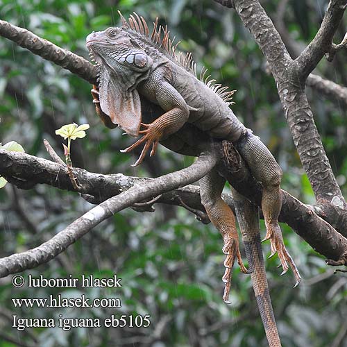 Green Iguana Leguán zelený Grüner Leguan Groene leguaan グリーンイグアナ Legwan zielony Игуана обыкновенная Zeleni legvan Iguaani Grön leguan 綠鬣蜥 Grønne leguan Iguane commun verde Iguane vert verte Iguana iguana