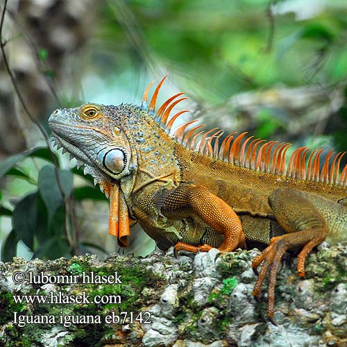 グリーンイグアナ Legwan zielony Игуана обыкновенная Zeleni legvan Iguaani Grön leguan 綠鬣蜥 Grønne leguan Iguane commun verde Iguane vert verte Iguana iguana Green Iguana Leguán zelený Grüner Leguan Groene leguaan