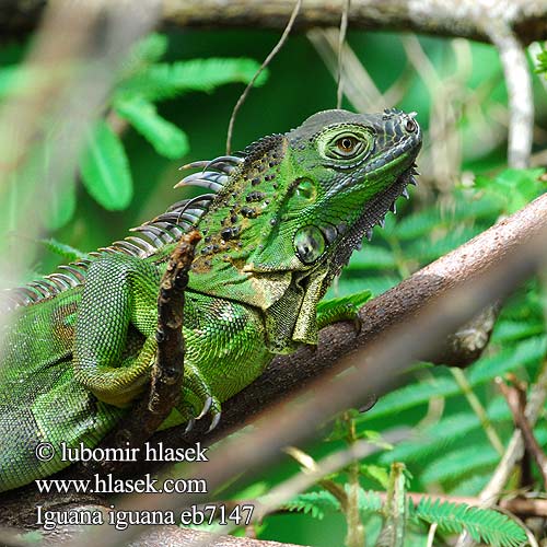 Iguaani Grön leguan 綠鬣蜥 Grønne leguan Iguane commun verde Iguane vert verte Iguana iguana Green Iguana Leguán zelený Grüner Leguan Groene leguaan グリーンイグアナ Legwan zielony Игуана обыкновенная Zeleni legvan