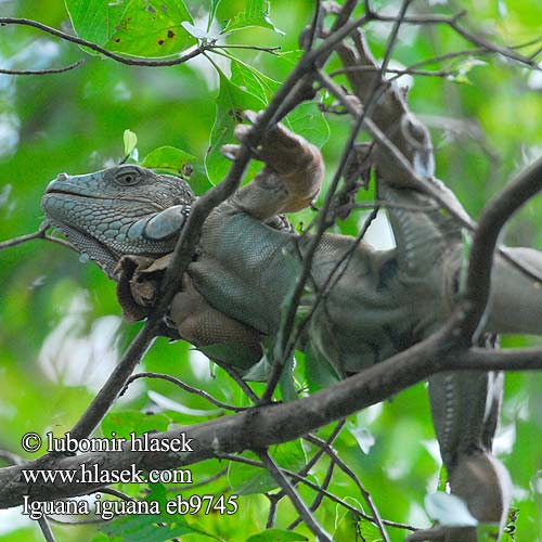 Grüner Leguan Groene leguaan グリーンイグアナ Legwan zielony Игуана обыкновенная Zeleni legvan Iguaani Grön leguan 綠鬣蜥 Grønne leguan Iguane commun verde Iguane vert verte Iguana iguana Green Iguana Leguán zelený