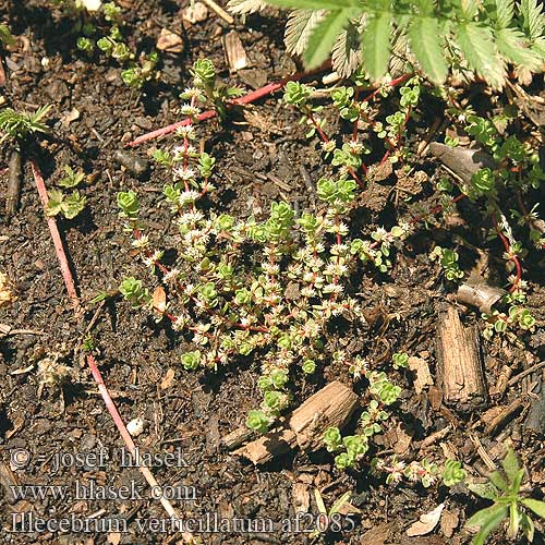 Illecebrum verticillatum Knorpelblume Goździeniec okółkowy