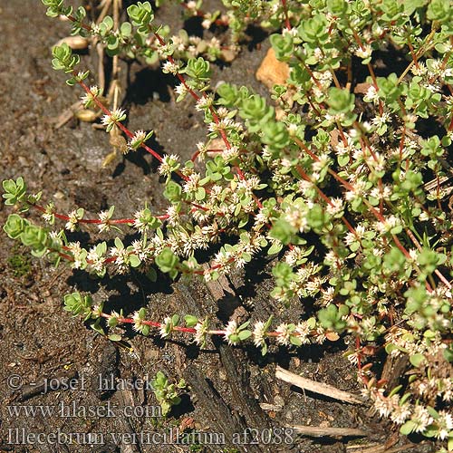 Illecebrum verticillatum Glimmerört Bruskbeger Coral necklace