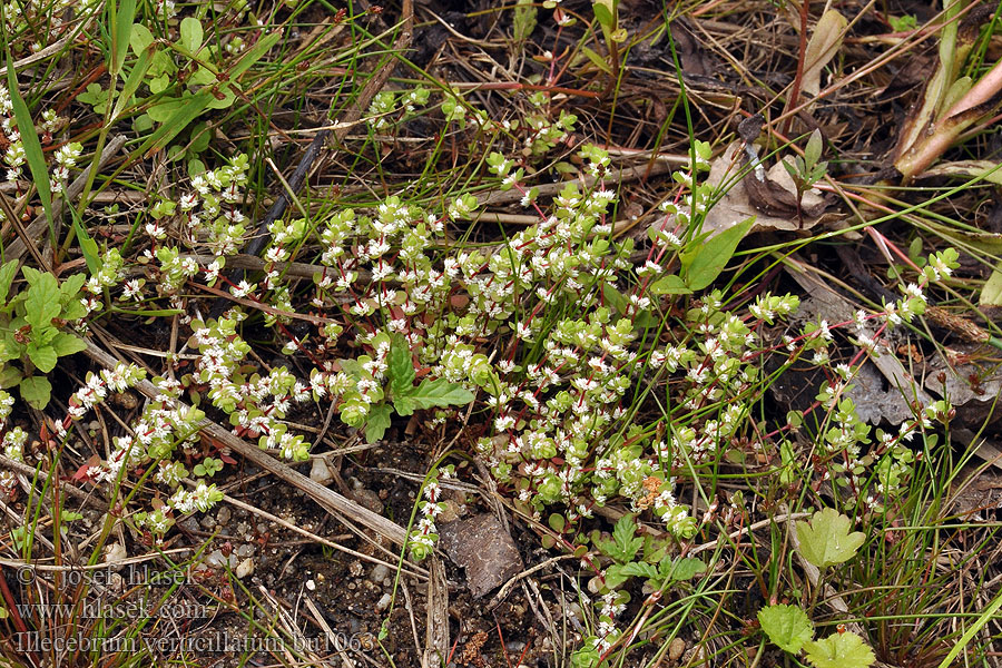 Illecebrum verticillatum Illécèbre verticillé Houx