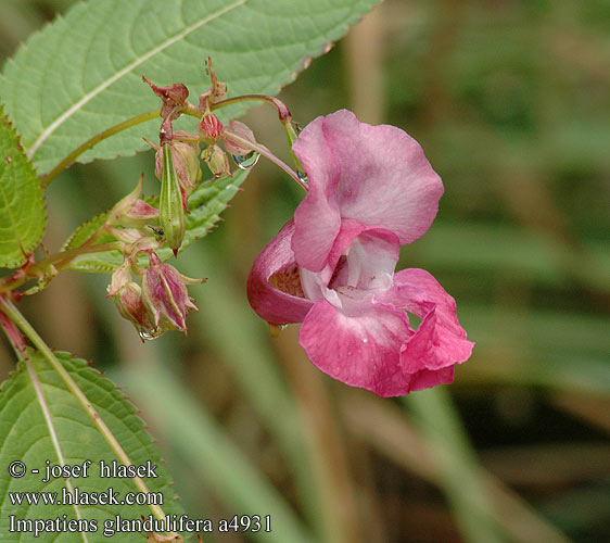 Impatiens glandulifera Himalayan balsam Kampe-balsamin Kjempespringfro